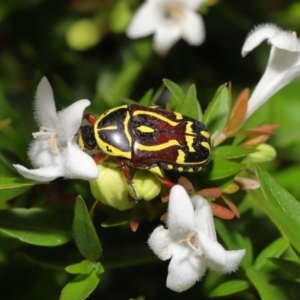 Eupoecila australasiae at Evatt, ACT - 1 Mar 2020