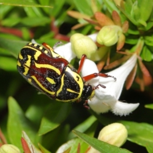 Eupoecila australasiae at Evatt, ACT - 1 Mar 2020