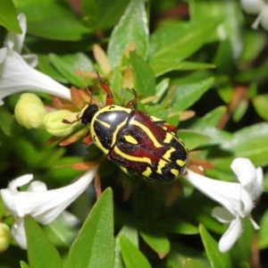 Eupoecila australasiae at Evatt, ACT - 1 Mar 2020