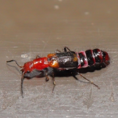 Melyridae (family) (Soft-winged flower beetle) at ANBG - 29 Feb 2020 by TimL