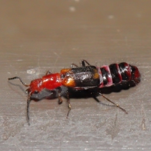 Melyridae (family) at Acton, ACT - 29 Feb 2020