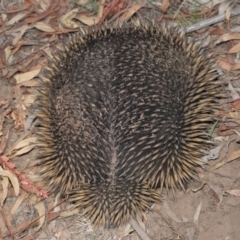 Tachyglossus aculeatus at Acton, ACT - 29 Feb 2020 11:17 AM