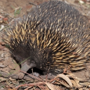 Tachyglossus aculeatus at Acton, ACT - 29 Feb 2020 11:17 AM