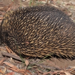 Tachyglossus aculeatus at Acton, ACT - 29 Feb 2020 11:17 AM