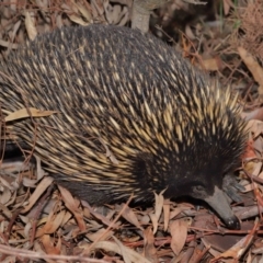 Tachyglossus aculeatus at Acton, ACT - 29 Feb 2020 11:17 AM