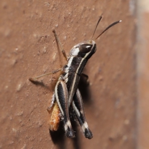 Macrotona securiformis at Evatt, ACT - 29 Feb 2020 05:54 PM