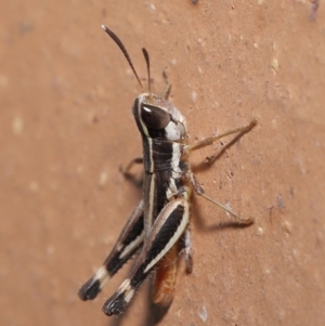 Macrotona securiformis at Evatt, ACT - 29 Feb 2020