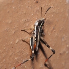 Macrotona securiformis at Evatt, ACT - 29 Feb 2020