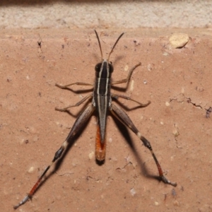 Macrotona securiformis at Evatt, ACT - 29 Feb 2020