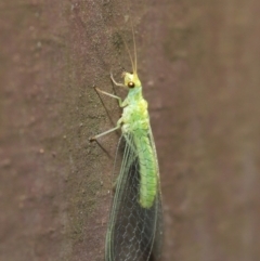 Mallada traviatus (Goldeneye Lacewing) at ANBG - 29 Feb 2020 by TimL