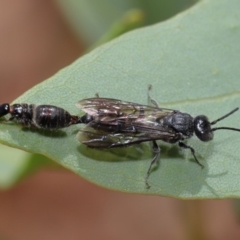 Tiphiidae (family) (Unidentified Smooth flower wasp) at Acton, ACT - 28 Feb 2020 by TimL