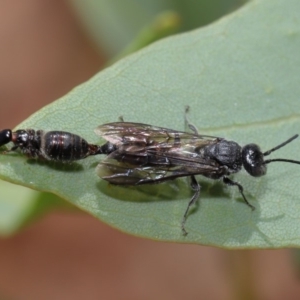 Tiphiidae (family) at Acton, ACT - 29 Feb 2020