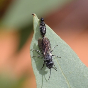 Tiphiidae (family) at Acton, ACT - 29 Feb 2020