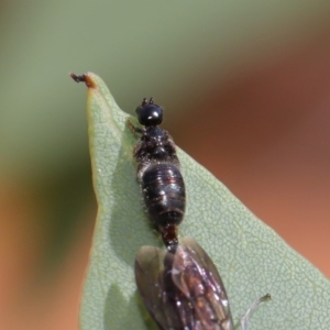 Tiphiidae (family) at Acton, ACT - 29 Feb 2020