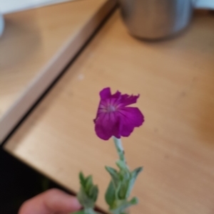 Silene coronaria at Rendezvous Creek, ACT - 4 Mar 2020