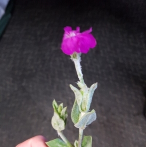 Silene coronaria at Rendezvous Creek, ACT - 4 Mar 2020