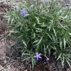 Isotoma axillaris (Australian Harebell, Showy Isotome) at Mittagong, NSW - 27 Feb 2020 by BLSHTwo