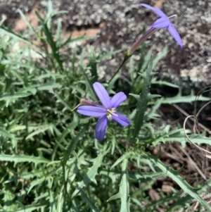 Isotoma axillaris at Mittagong, NSW - 27 Feb 2020