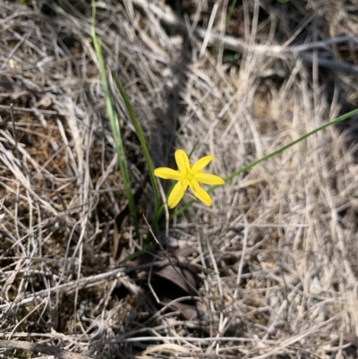 Hypoxis hygrometrica (Golden Weather-grass) at Wingecarribee Local Government Area - 27 Feb 2020 by BLSHTwo