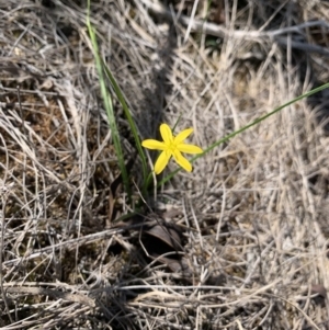 Hypoxis hygrometrica at Mittagong, NSW - 27 Feb 2020