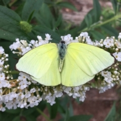 Catopsilia pomona (Lemon Migrant) at Lower Borough, NSW - 2 Mar 2020 by mcleana