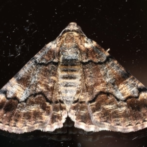Cryphaea xylina at Ainslie, ACT - 23 Feb 2020