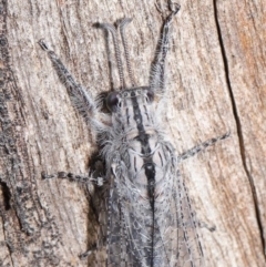 Heoclisis fundata (Antlion lacewing) at Hackett, ACT - 25 Feb 2020 by TimL