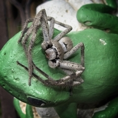 Isopeda (genus) (Huntsman Spider) at Banks, ACT - 4 Mar 2020 by UserfaKgHkxs