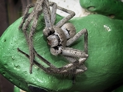 Isopeda sp. (genus) (Huntsman Spider) at Banks, ACT - 4 Mar 2020 by UserfaKgHkxs