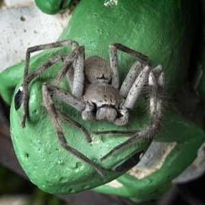 Isopeda sp. (genus) at Banks, ACT - 4 Mar 2020