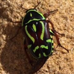 Eupoecila australasiae (Fiddler Beetle) at Wingecarribee Local Government Area - 12 Feb 2016 by Emma.D