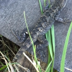 Amphibolurus muricatus (Jacky Lizard) at Penrose - 19 Oct 2013 by Emma.D