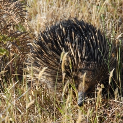 Tachyglossus aculeatus (Short-beaked Echidna) at Wingecarribee Local Government Area - 9 Nov 2013 by Emma.D
