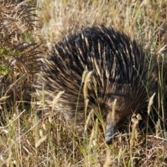 Tachyglossus aculeatus (Short-beaked Echidna) at - 9 Nov 2013 by Emma.D