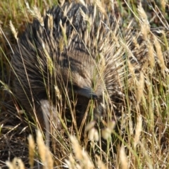 Tachyglossus aculeatus at Penrose - 10 Nov 2013