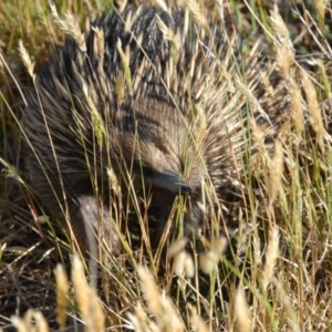 Tachyglossus aculeatus at Penrose - 10 Nov 2013