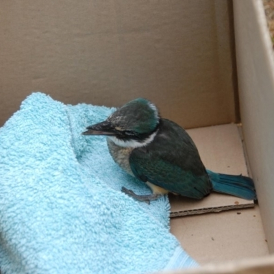 Todiramphus sanctus (Sacred Kingfisher) at Penrose - 18 Feb 2014 by Emma.D