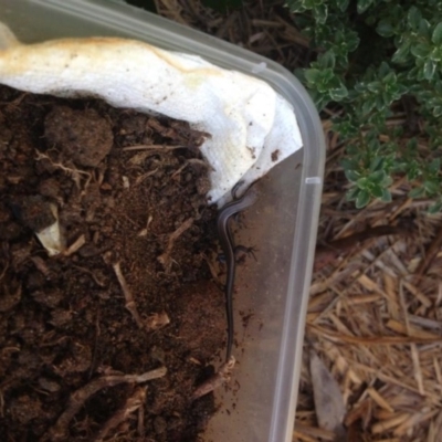 Lampropholis sp. at Penrose - 28 Jan 2014 by Emma.D