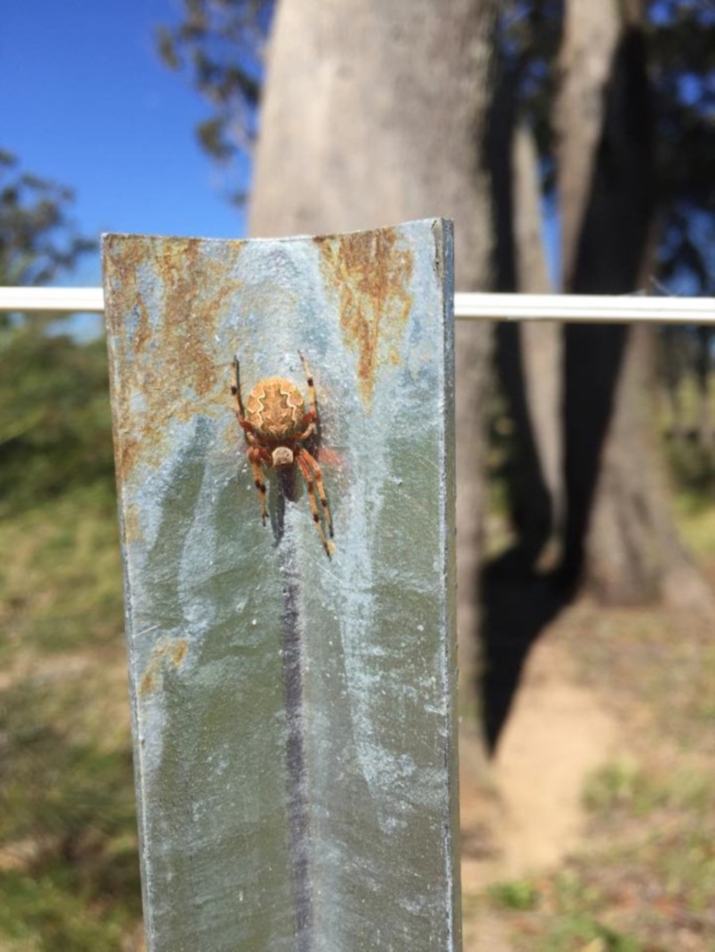 Araneus hamiltoni at Penrose, NSW - 30 Dec 2014