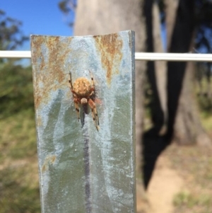 Araneus hamiltoni at Penrose, NSW - 30 Dec 2014