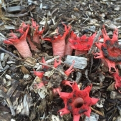 Aseroe rubra (Anemone Stinkhorn) at Penrose, NSW - 11 Nov 2015 by Emma.D