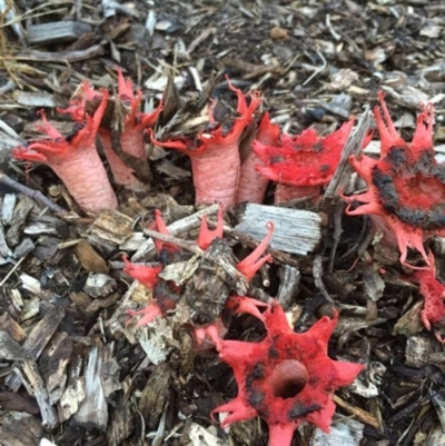 Aseroe rubra (Anemone Stinkhorn) at Wingecarribee Local Government Area - 11 Nov 2015 by Emma.D