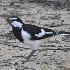 Grallina cyanoleuca (Magpie-lark) at Wingecarribee Local Government Area - 4 Mar 2020 by GlossyGal
