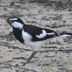 Grallina cyanoleuca (Magpie-lark) at Burradoo - 4 Mar 2020 by GlossyGal