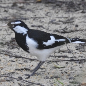 Grallina cyanoleuca at Burradoo, NSW - suppressed