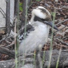 Dacelo novaeguineae (Laughing Kookaburra) at Wingecarribee Local Government Area - 3 Mar 2020 by GlossyGal