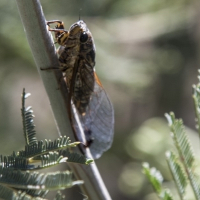 Galanga labeculata (Double-spotted cicada) at Dunlop, ACT - 27 Feb 2020 by AlisonMilton