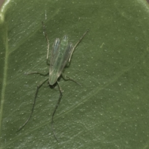 Chironomidae (family) at Higgins, ACT - 26 Dec 2019