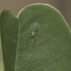 Chironomidae (family) at Higgins, ACT - 26 Dec 2019