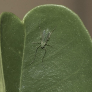 Chironomidae (family) at Higgins, ACT - 26 Dec 2019 02:38 PM